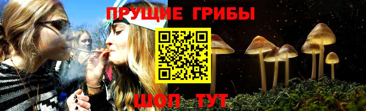 Псилоцибиновые грибы Psilocybine cubensis Клинцы